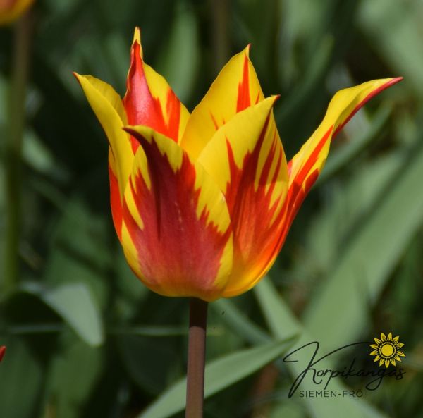 Myöhäinen tulppaani, liljakukkainen